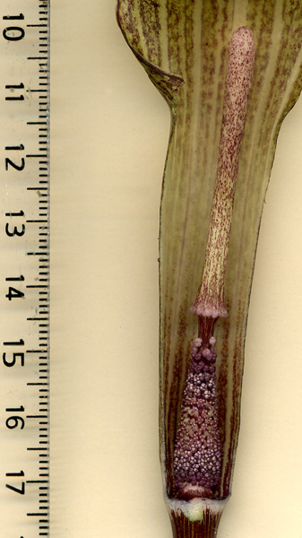 Arisaema kishidae