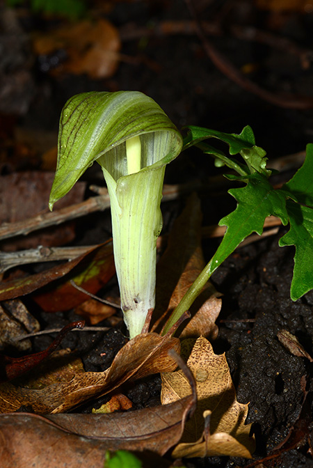 Arisaema kuratae