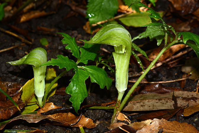Arisaema kuratae