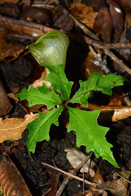 Arisaema kuratae