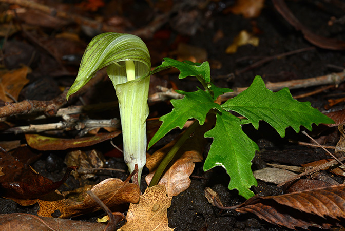 Arisaema kuratae