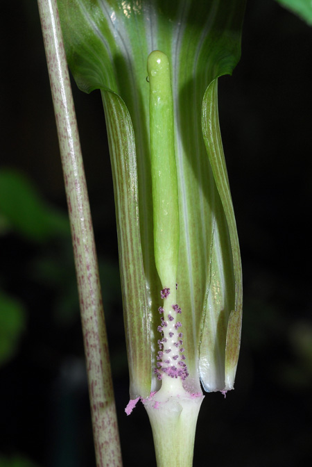 Arisaema leschenaultii