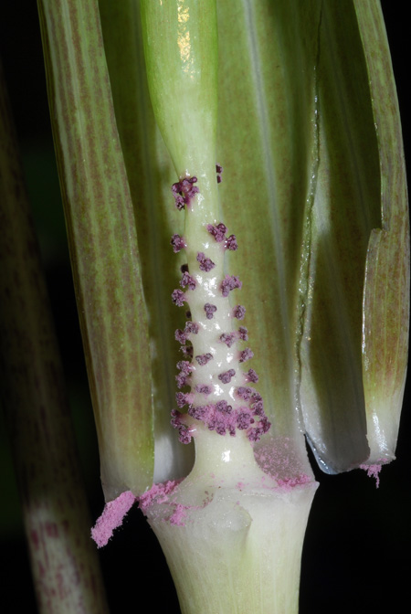 Arisaema leschenaultii