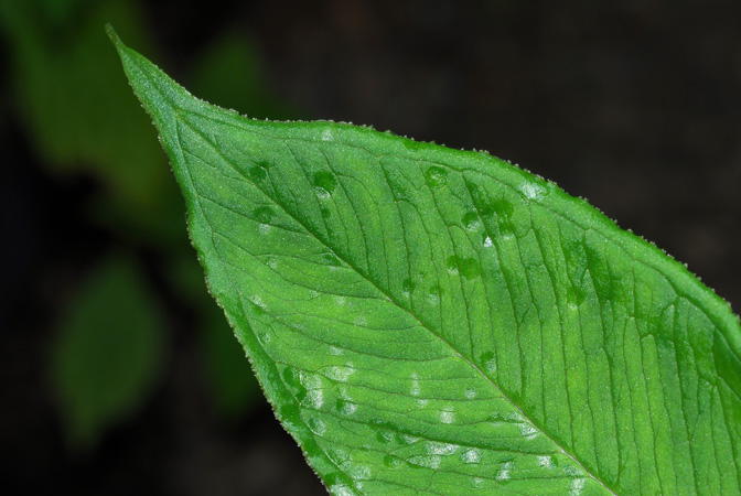 Arisaema leschenaultii