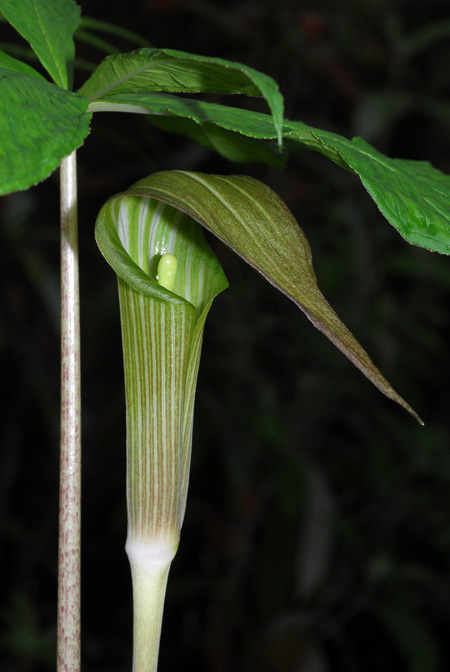 Arisaema leschenaultii