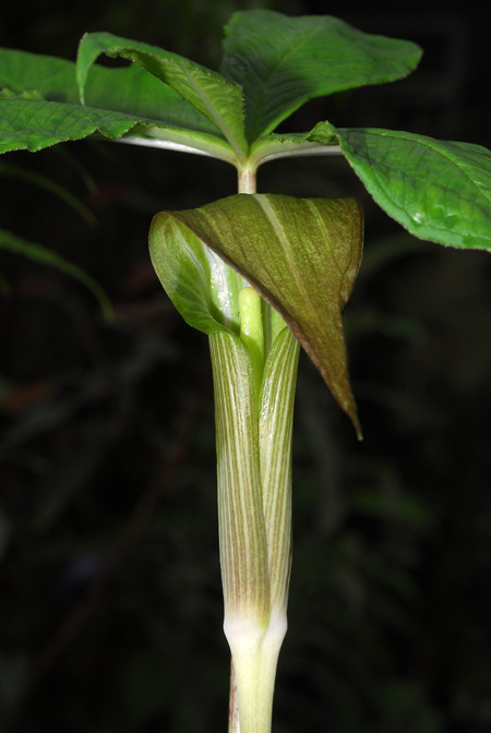 Arisaema leschenaultii