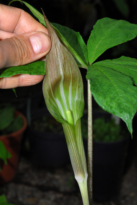 Arisaema leschenaultii