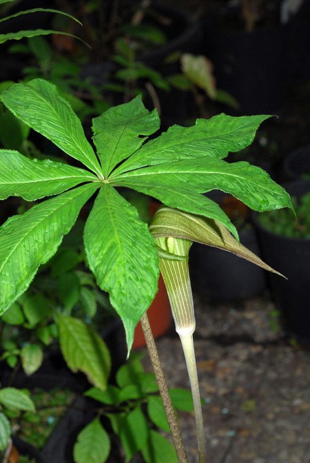 Arisaema leschenaultii