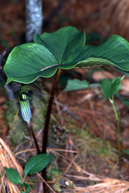 Arisaema lichiangense