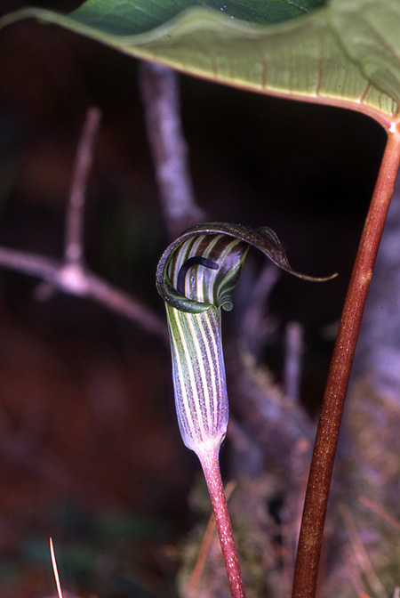 Arisaema lichiangense