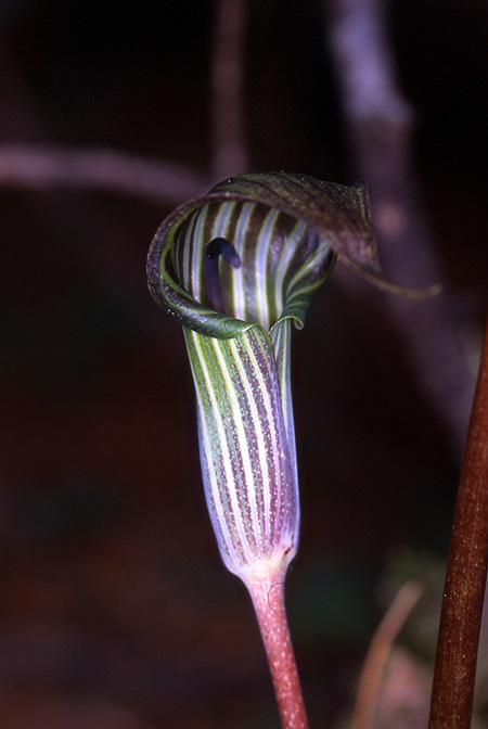 Arisaema lichiangense