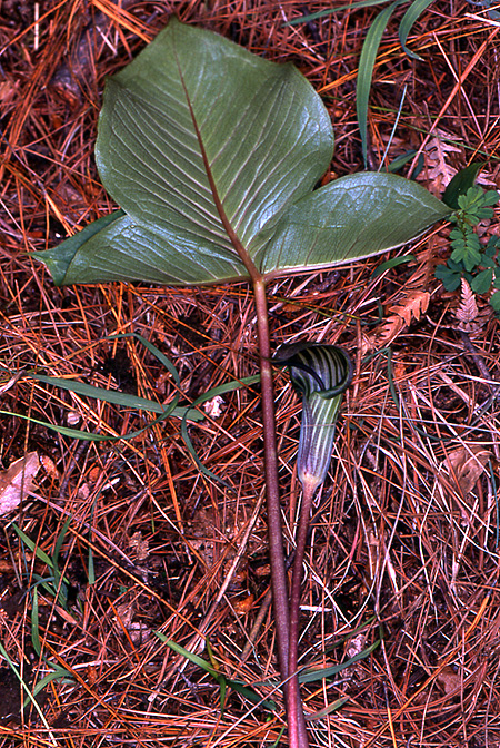 Arisaema lichiangense