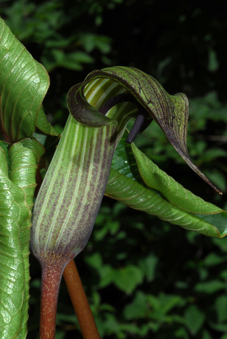 Arisaema lichiangense