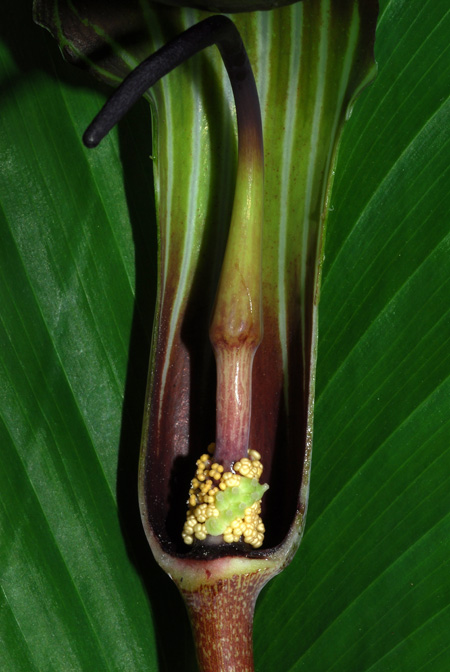 Arisaema lichiangense