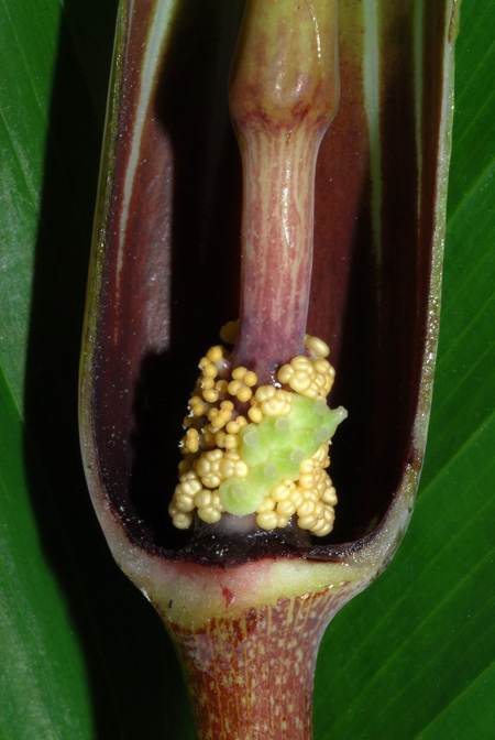 Arisaema lichiangense
