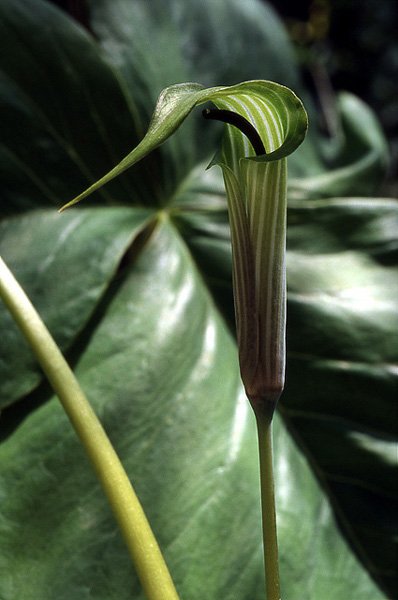 Arisaema lichiangense