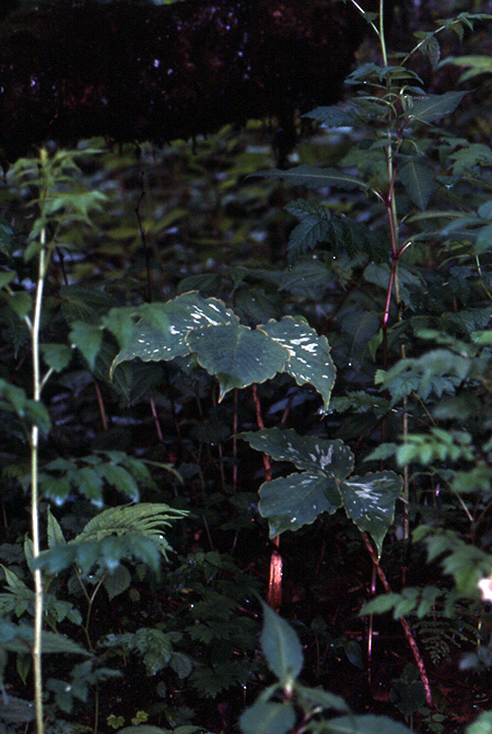 Arisaema lobatum