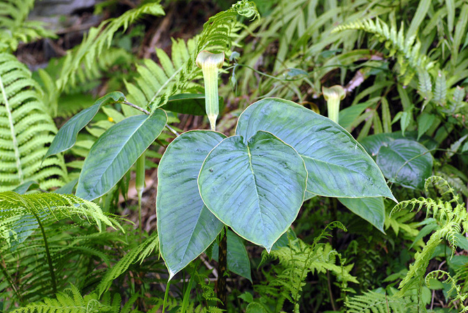 Arisaema lobatum