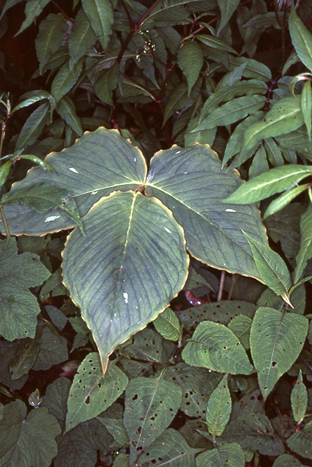 Arisaema lobatum