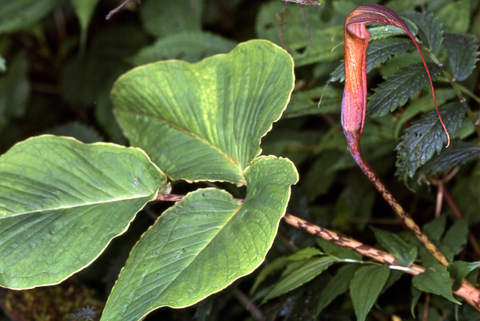 Arisaema lobatum