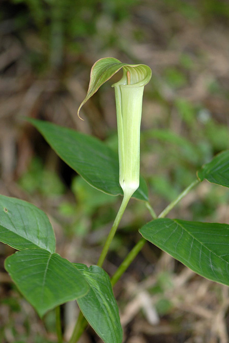 Arisaema lobatum