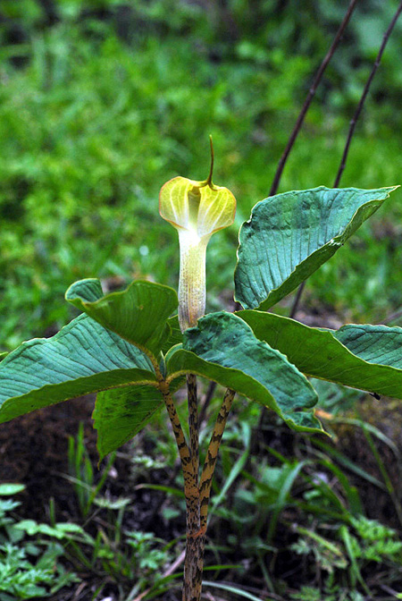 Arisaema lobatum