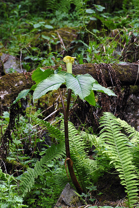 Arisaema lobatum