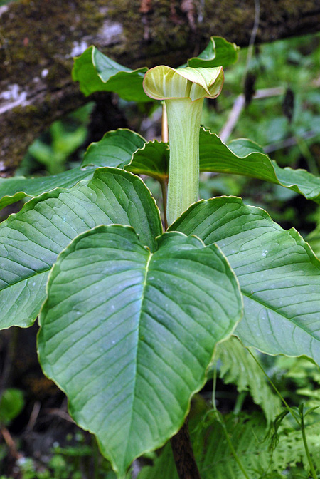 Arisaema lobatum