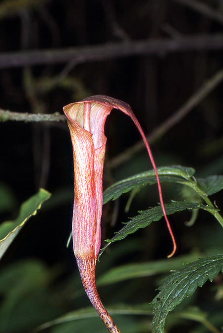 Arisaema lobatum
