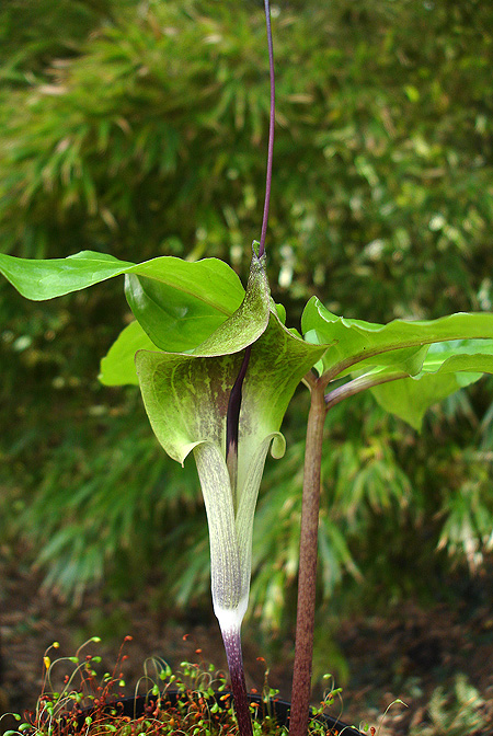 Arisaema macrospathum