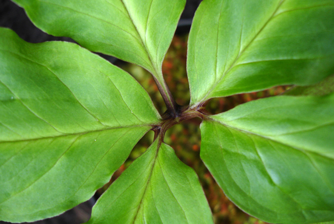 Arisaema macrospathum