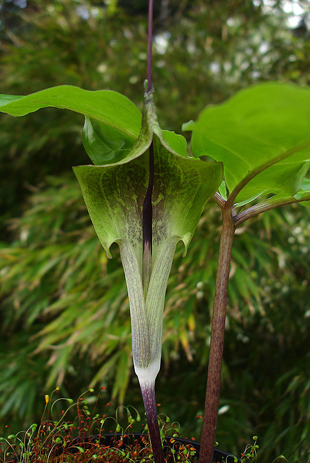 Arisaema macrospathum