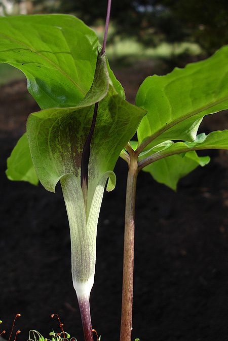 Arisaema macrospathum