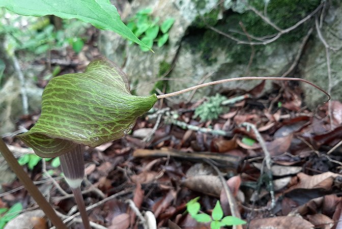 Arisaema macrospathum