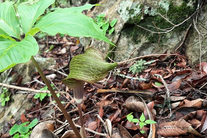 Arisaema macrospathum