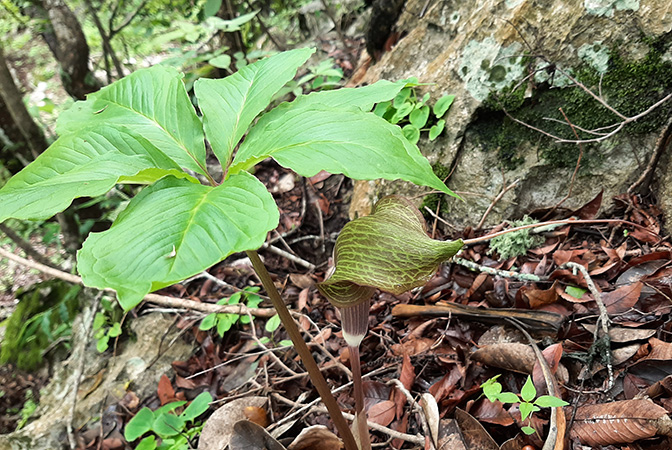 Arisaema macrospathum