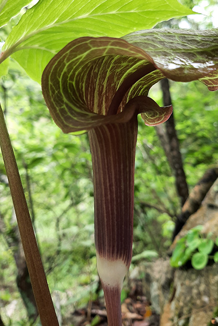 Arisaema macrospathum