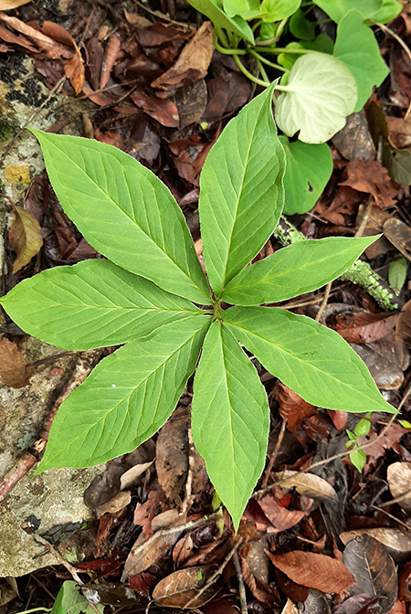 Arisaema macrospathum