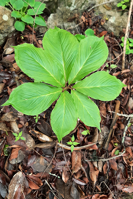 Arisaema macrospathum