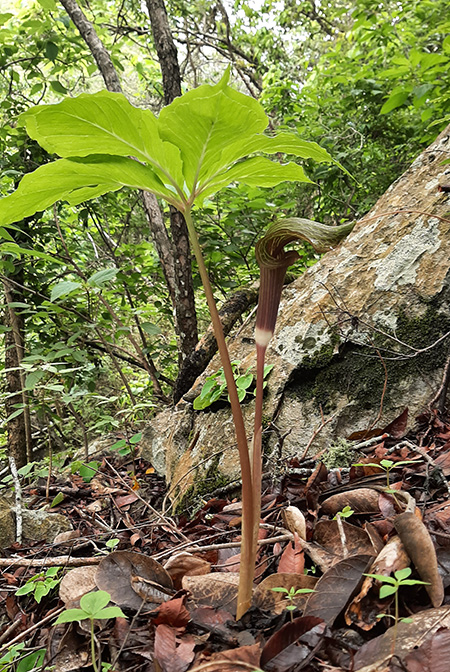Arisaema macrospathum