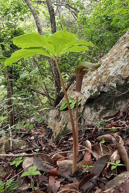 Arisaema macrospathum