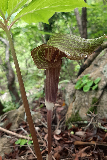 Arisaema macrospathum