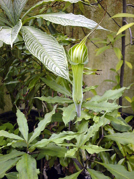 Arisaema maximowiczii