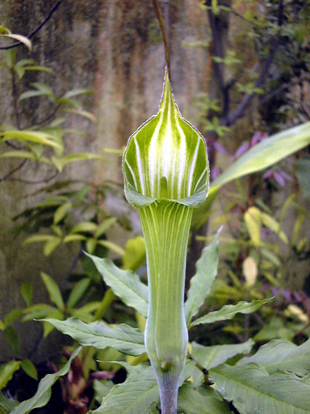 Arisaema maximowiczii