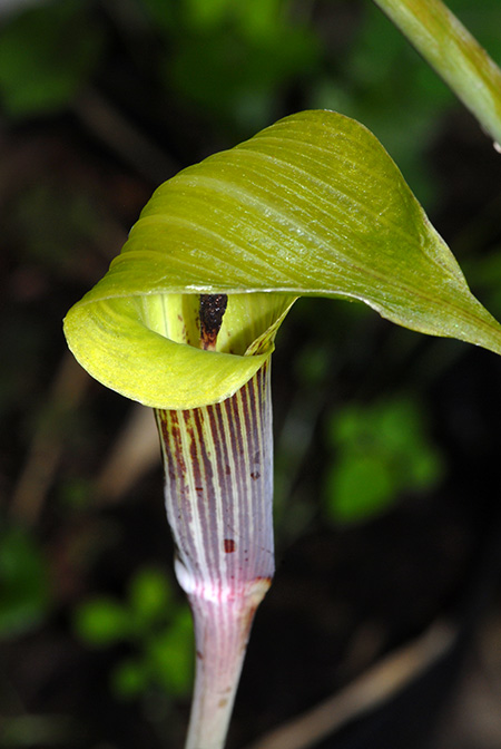Arisaema muratae