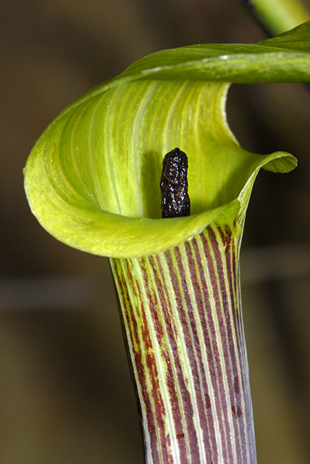 Arisaema muratae