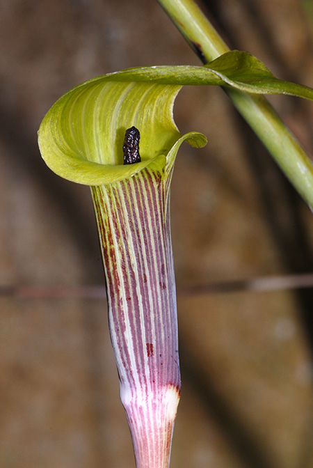 Arisaema muratae