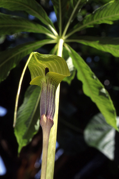 Arisaema muratae