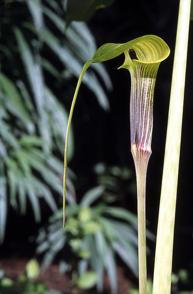 Arisaema muratae
