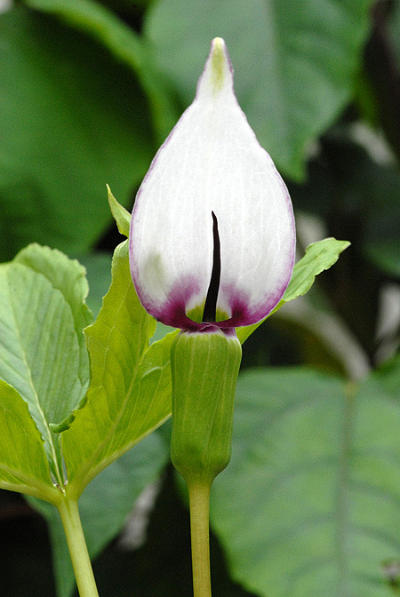 Arisaema murrayi